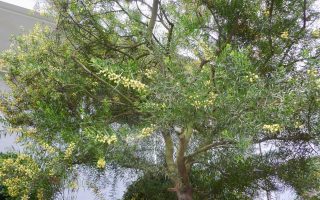 13_mattemb_orangerie_mimosa