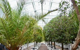 14_mattemb_orangerie