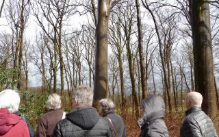 25_mattemb_beuken_met_granaatscherven