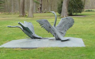 37_mattemb;_trouwe_zwarte_zwanen