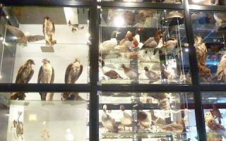 61___vogels