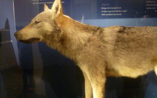 71___wolf