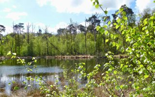 757_verotte__dennenwortels_aan_een_ven