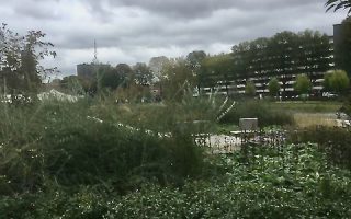 316  buitenskatebaan  (knipoog naar oude wielerbaan)